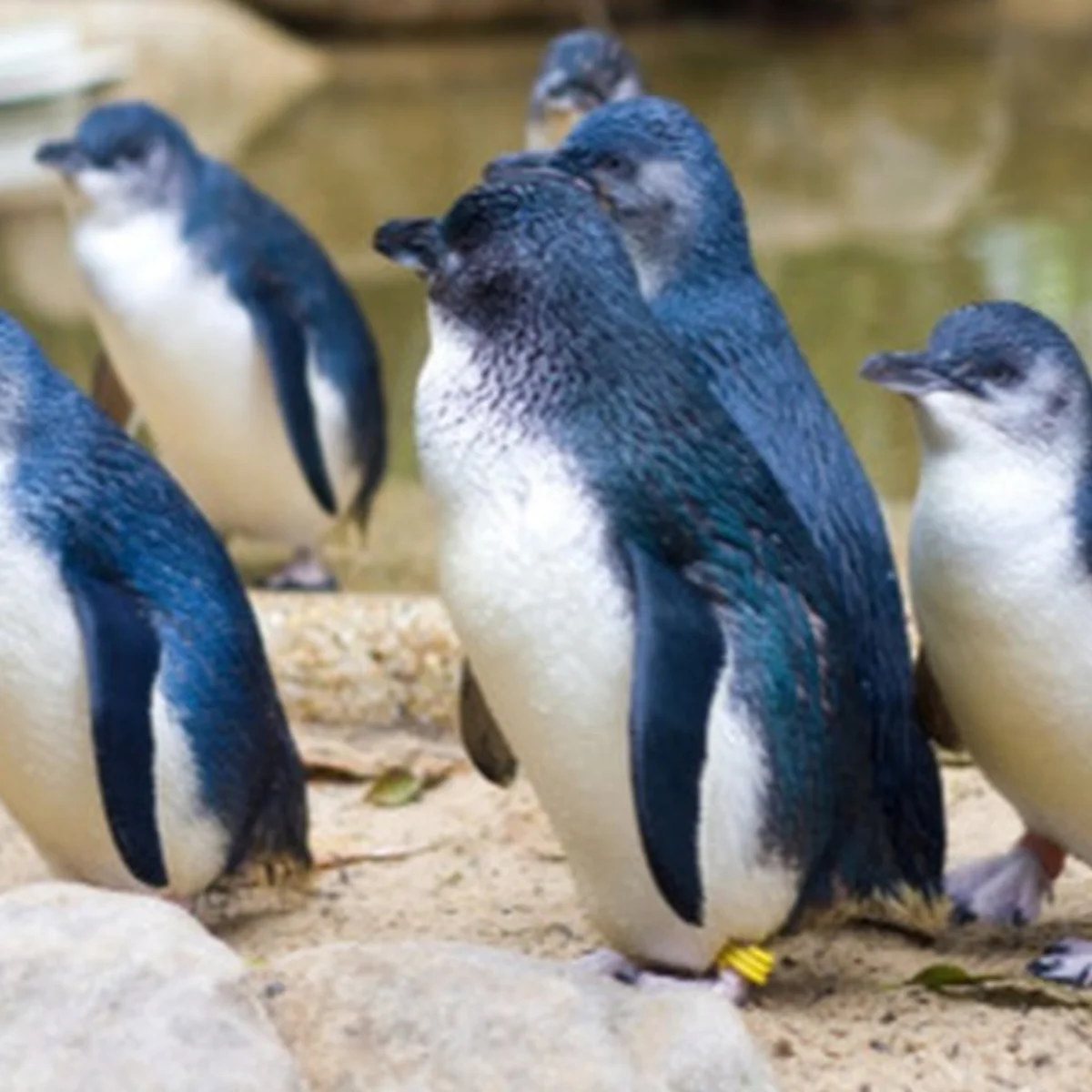 Phillip Island Penguin Tours