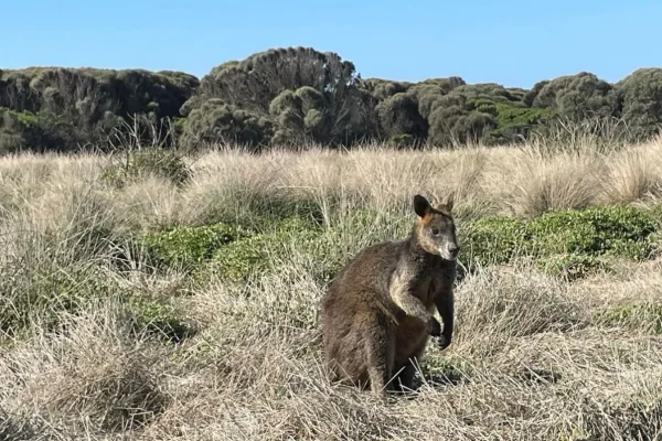 Discover Phillip Island’s Famous Wildlife