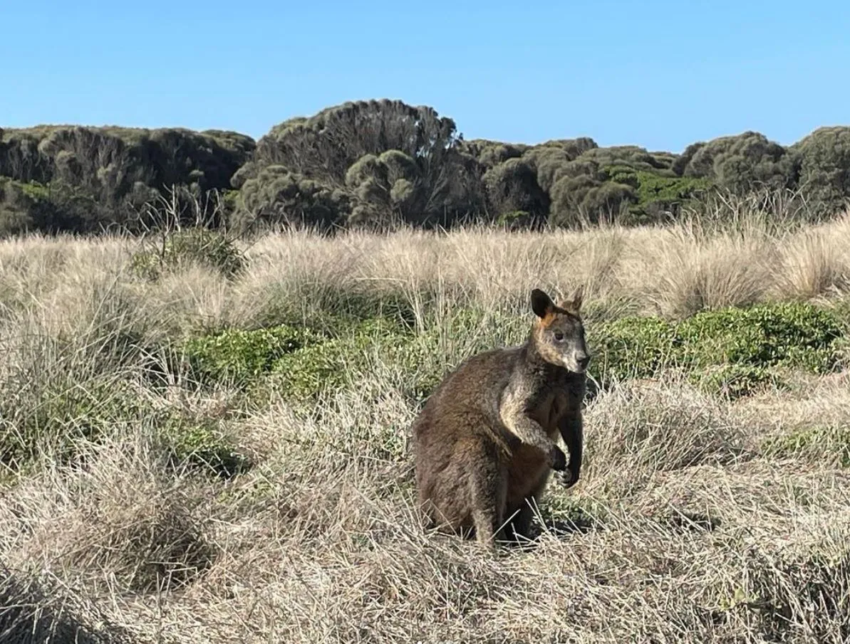Discover Phillip Island’s Famous Wildlife