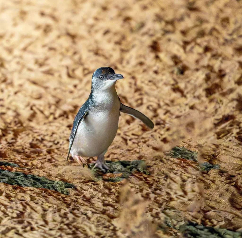 Who Are the Little Penguins.