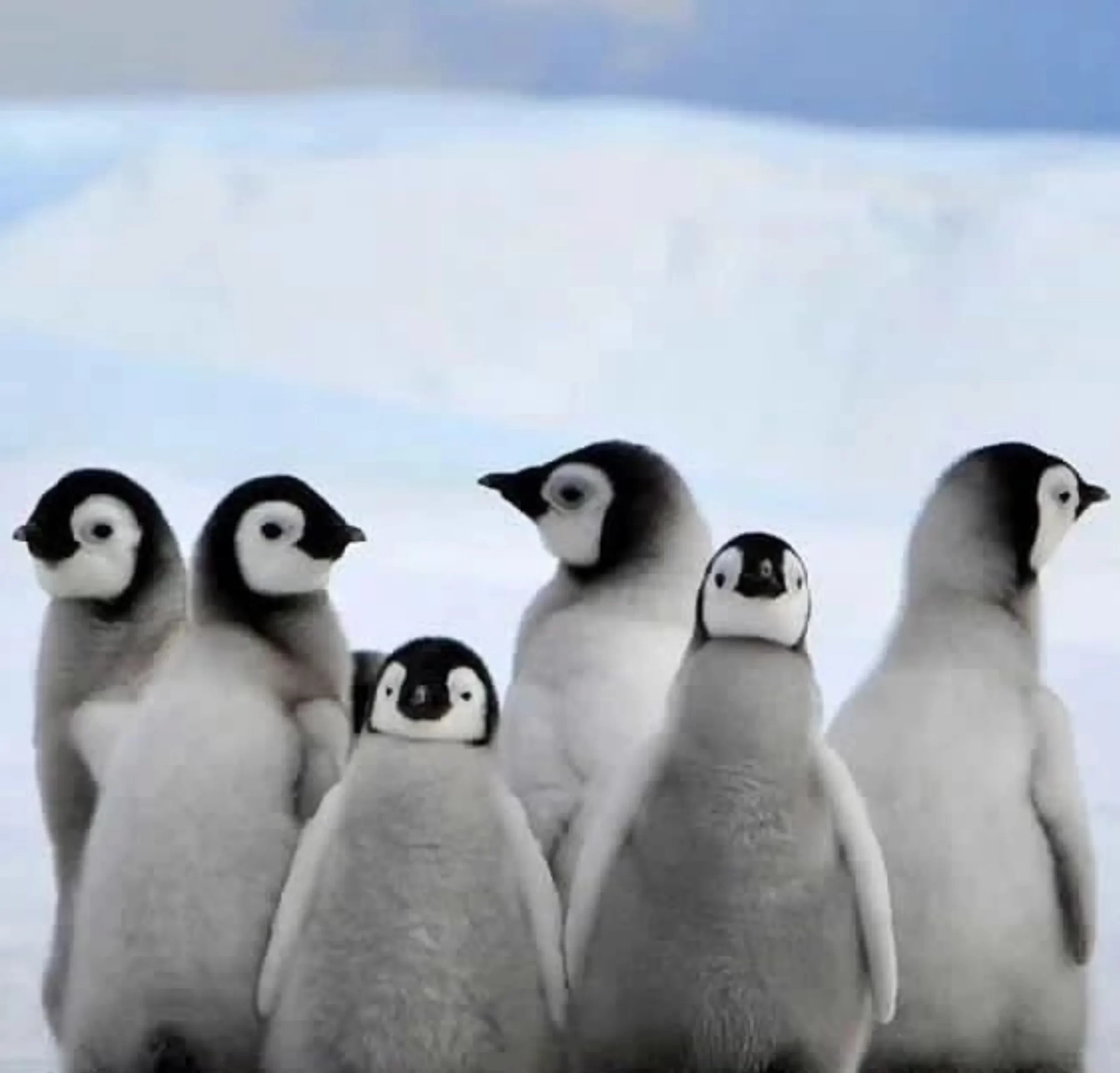 Penguin Parade, Great Ocean Road