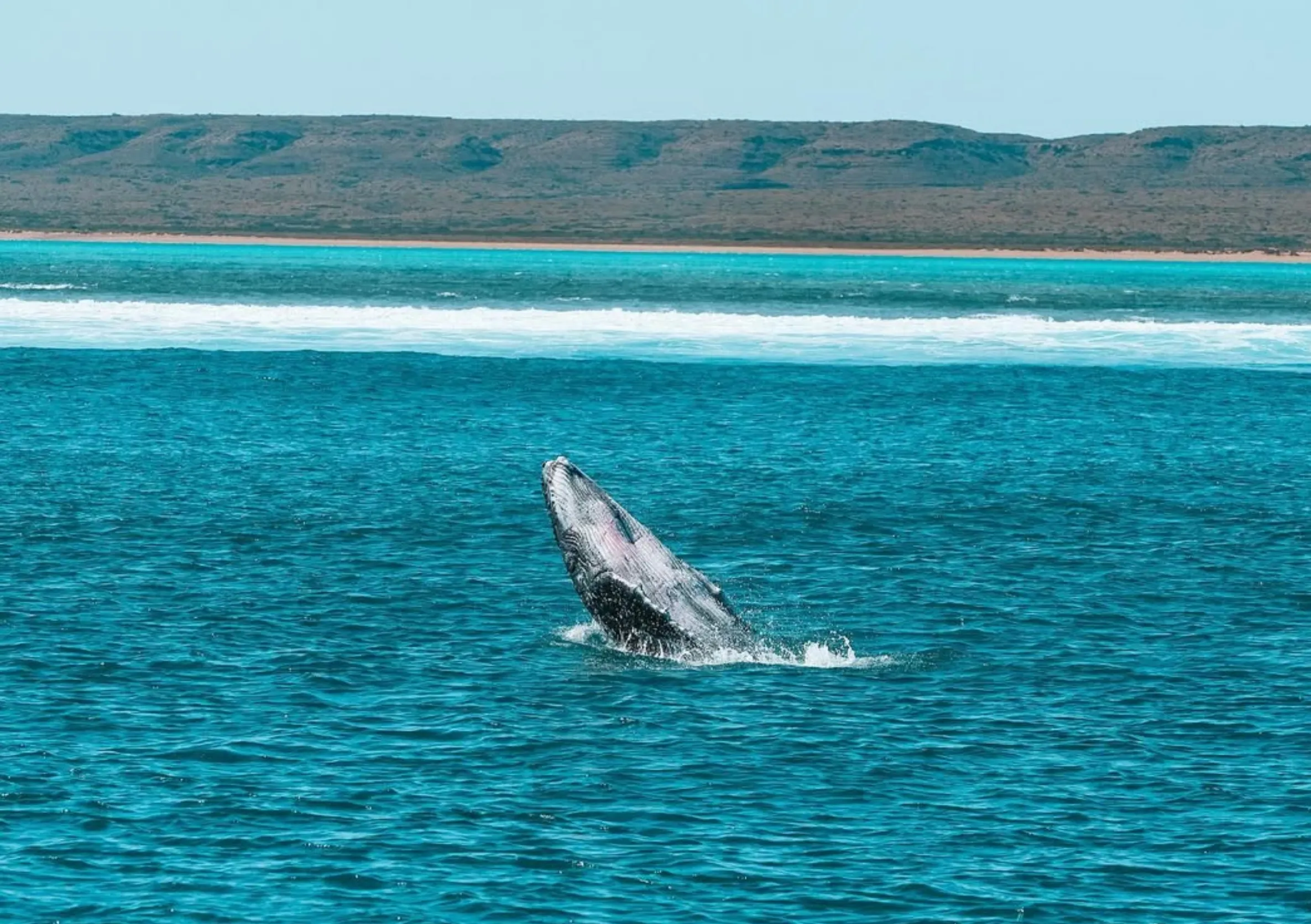 friendly dolphins, Monkey Mia