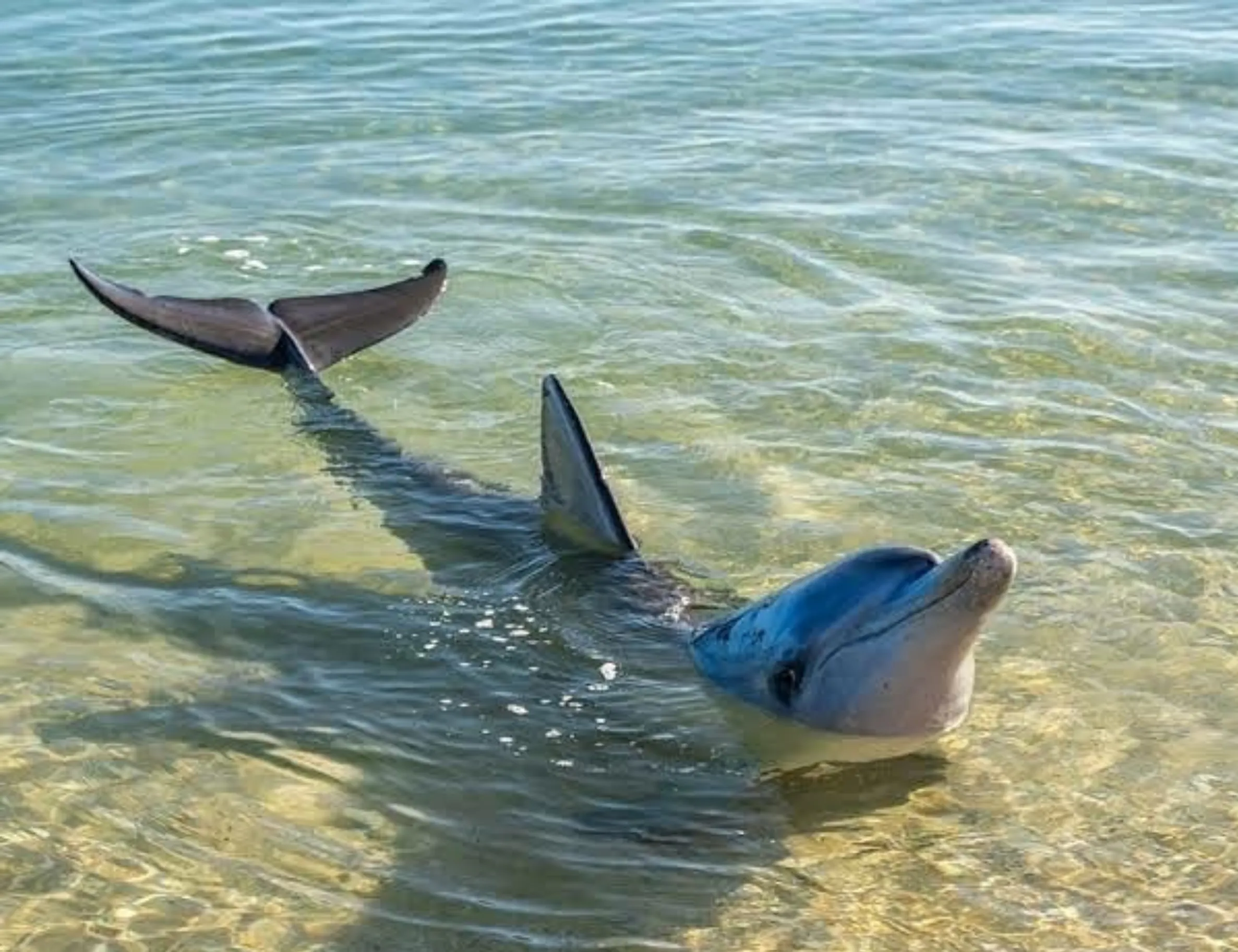 marine animals, Monkey Mia