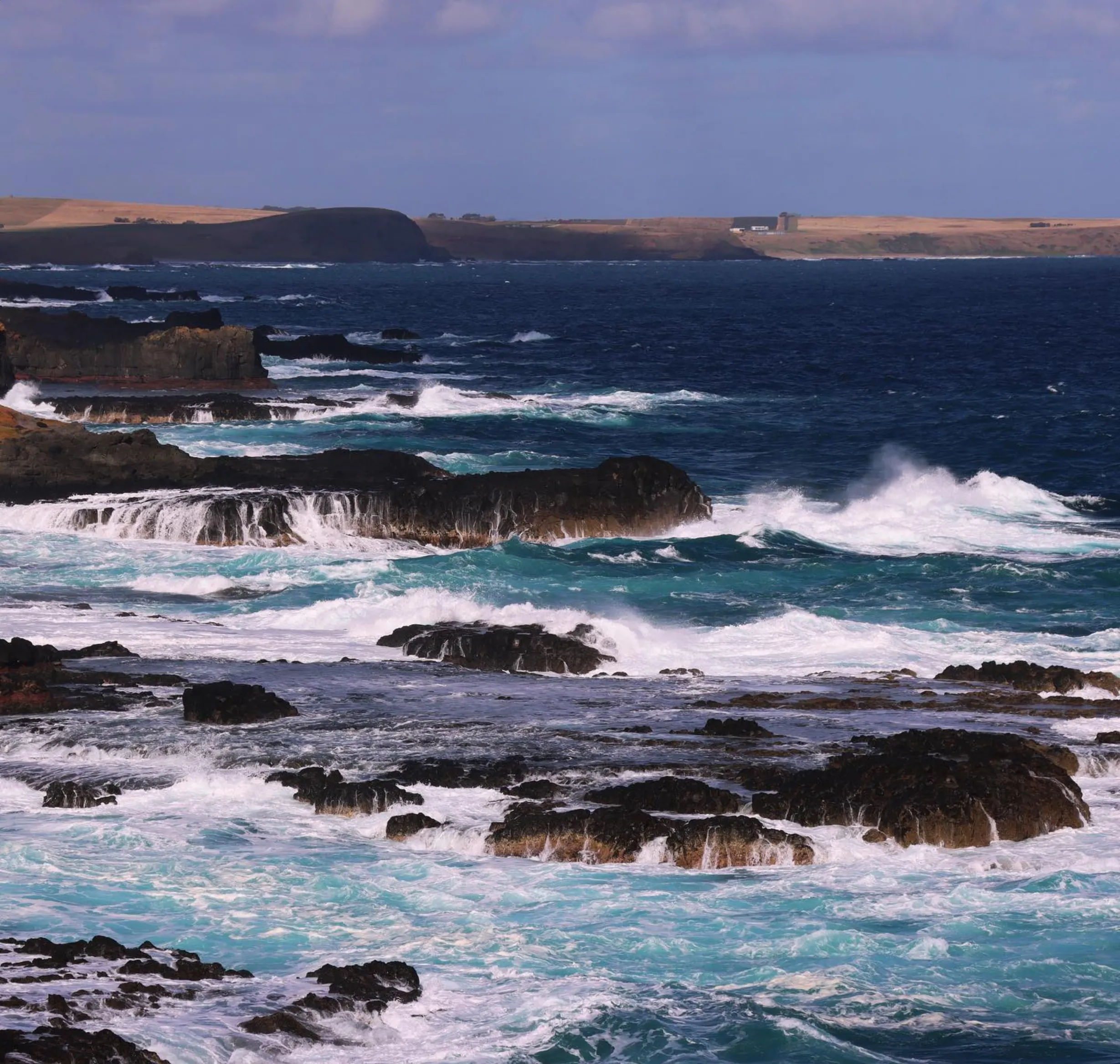 where to see kangaroos Phillip Island