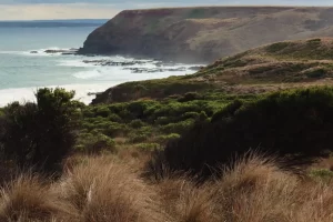 are there kangaroos on Phillip Island