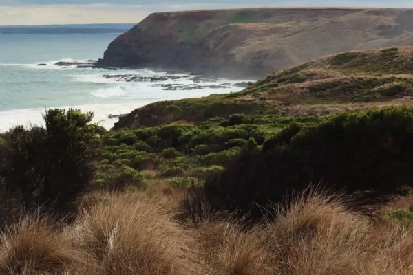 are there kangaroos on Phillip Island