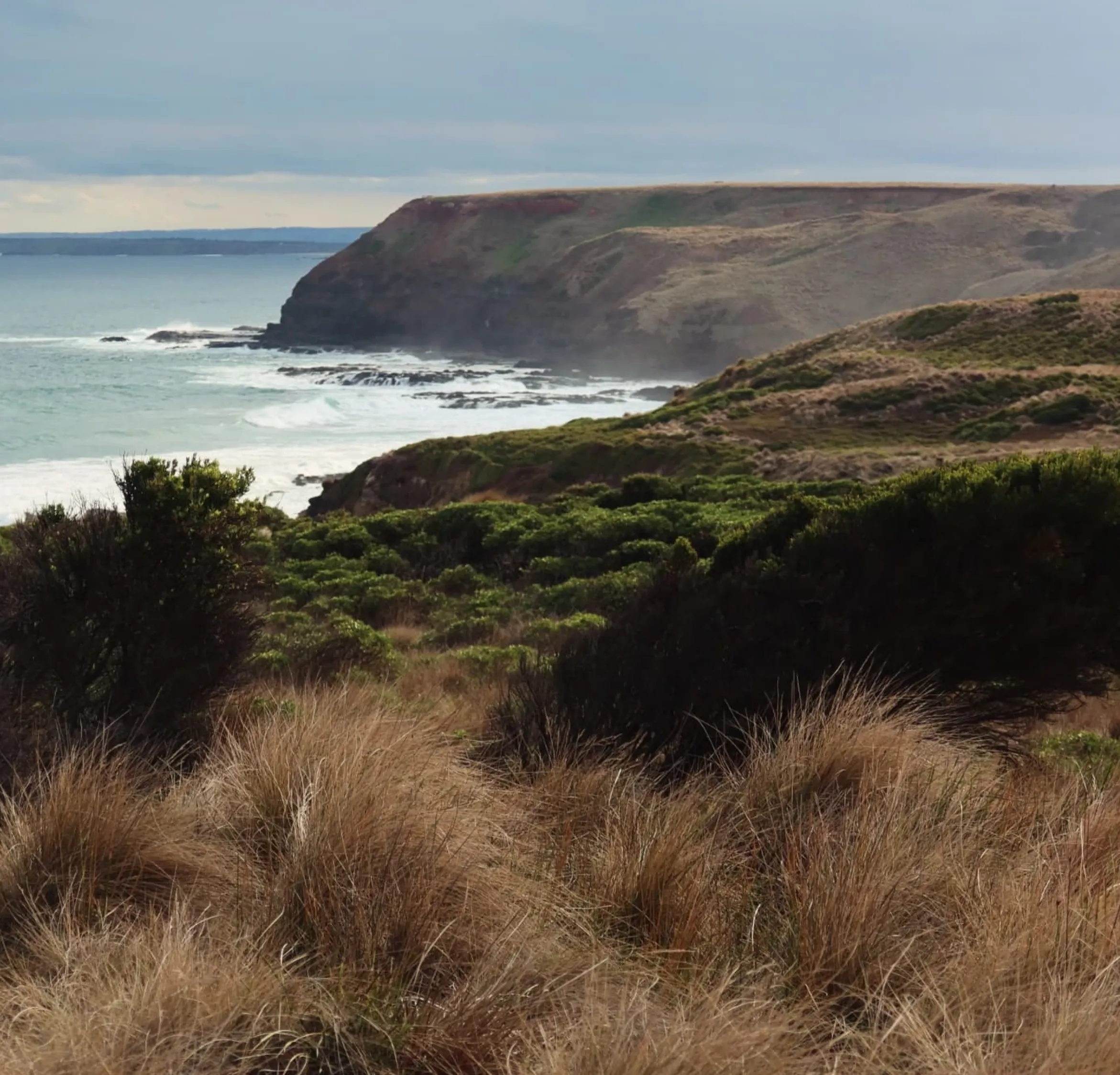 are there kangaroos on Phillip Island